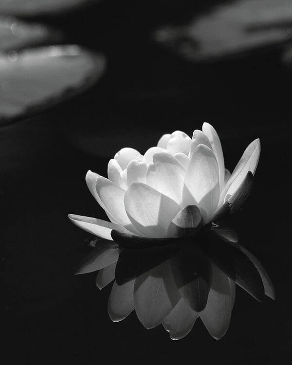 Water Lily Bw Art Print featuring the Water Lily Bw by Istv?n Nagy