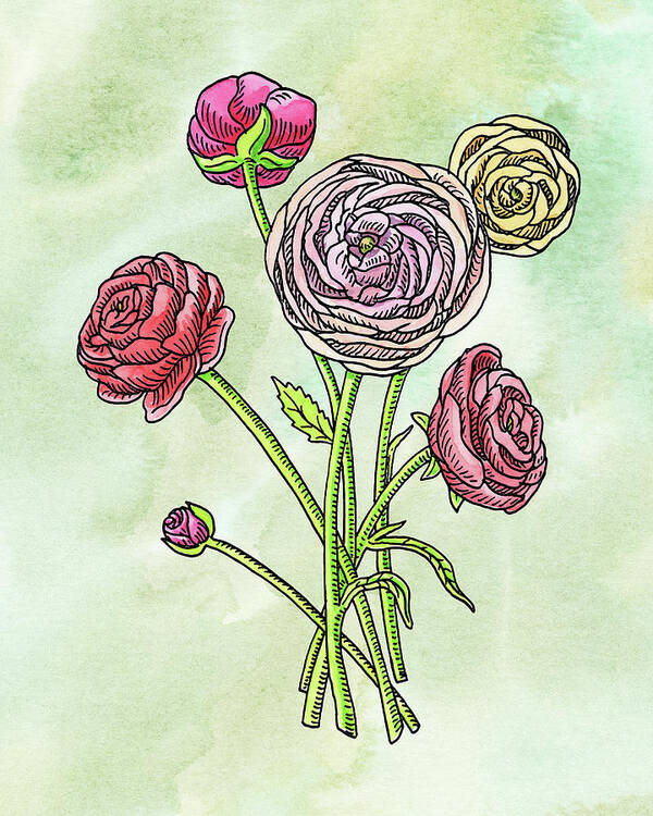 Ranunculus Art Print featuring the painting Watercolor Ranunculus Botanical Flowers by Irina Sztukowski