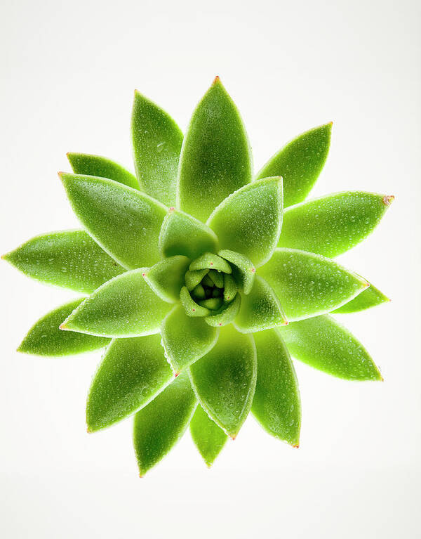 White Background Art Print featuring the photograph Wet Green Succulent Plant On White by Chris Stein