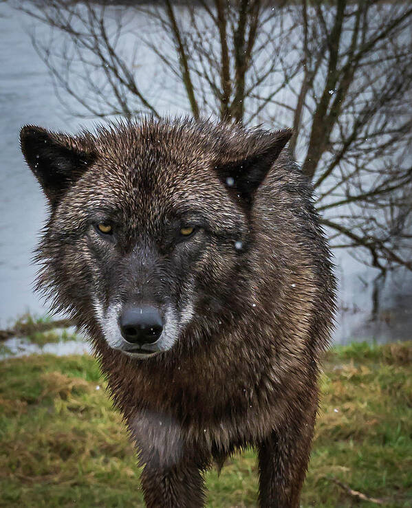 Black Wolf Wolves Art Print featuring the photograph Wet Wolf by Laura Hedien