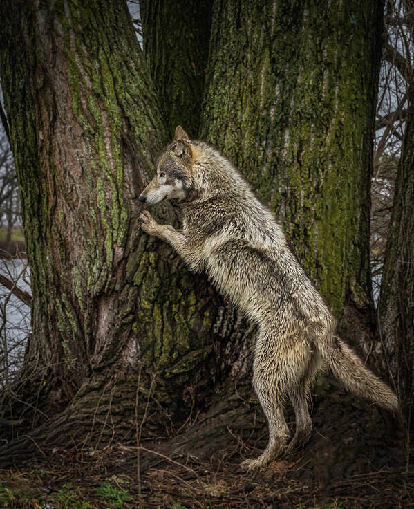 Wolf Wolves Art Print featuring the photograph What's in There by Laura Hedien