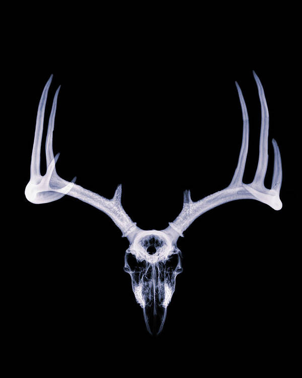 Kansas Art Print featuring the photograph White-tailed Deer x-ray 006 by Rob Graham