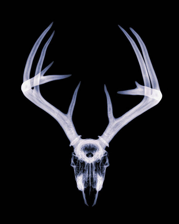 Kansas Art Print featuring the photograph White-tailed Deer x-ray 008 by Rob Graham