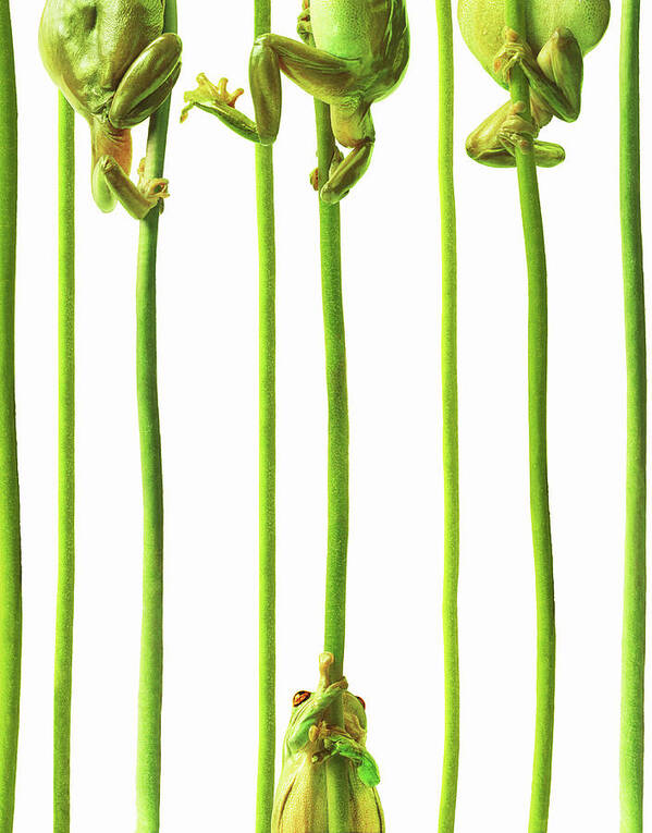 Whites Tree Frog Art Print featuring the photograph Whites Tree Frogs Climbing Plant Stems by Gandee Vasan