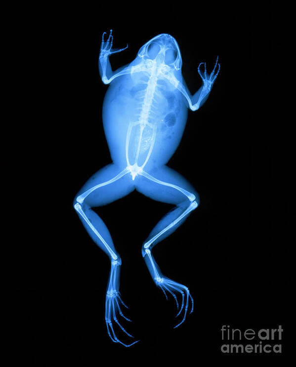 Frog Art Print featuring the photograph X-ray Of A Frog by D. Roberts/science Photo Library