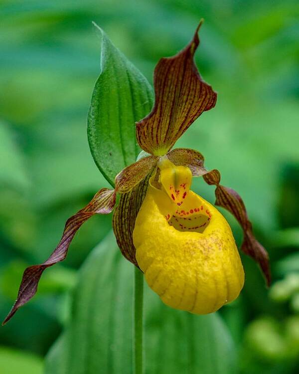 Flower Art Print featuring the photograph Yellow Lady's Slipper by Susan Rydberg