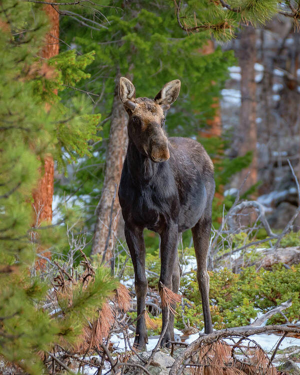 Moose Art Print featuring the photograph Young Moose in the Morning Forest by Gary Kochel