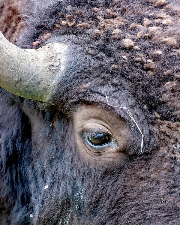 Bison Eye Art Print featuring the photograph Bison Eye #1 by Jack Bell