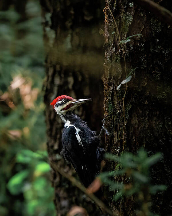 Pileated Woodpecker Art Print featuring the photograph Pileated by James Overesch