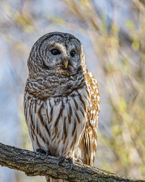 Barred Owl Art Print featuring the photograph Barred Owl by Brad Bellisle