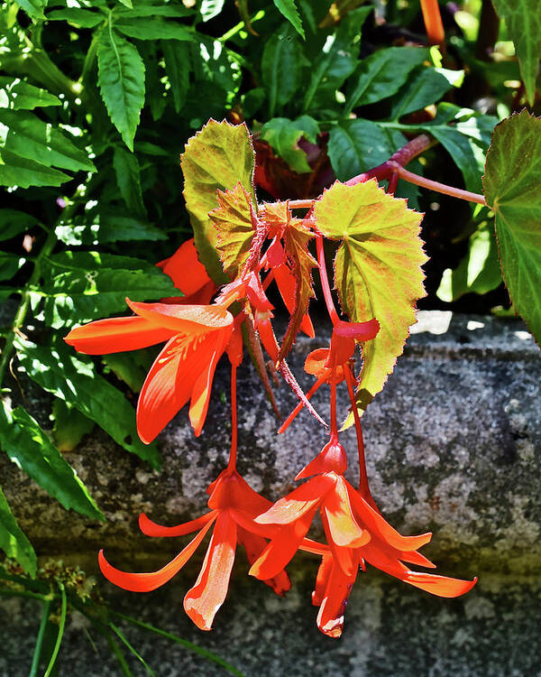 Begonia Art Print featuring the photograph 2020 Mid June Garden Welcome by Janis Senungetuk