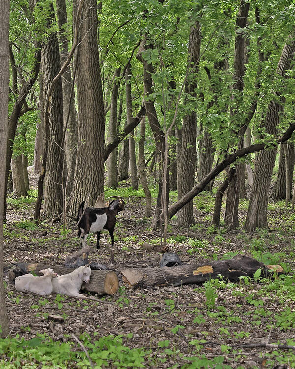 Goats Art Print featuring the photograph 2022 Visiting Goats 1 by Janis Senungetuk