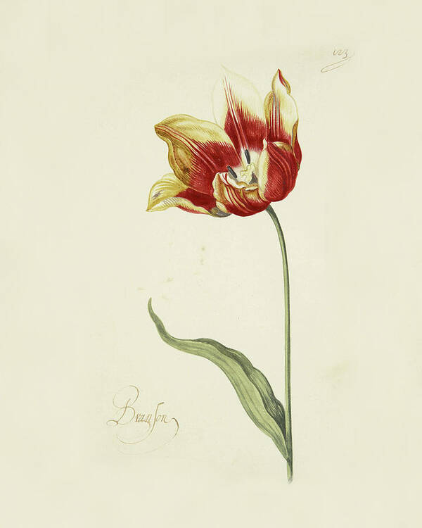 Poster Art Print featuring the painting Great Tulip Book #4 by MotionAge Designs