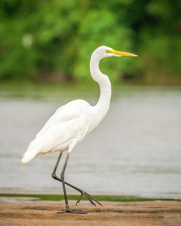 Caqueta Art Print featuring the photograph Great Egret Ferry Marcopolo Puerto Arango Caqueta Colombia #5 by Adam Rainoff