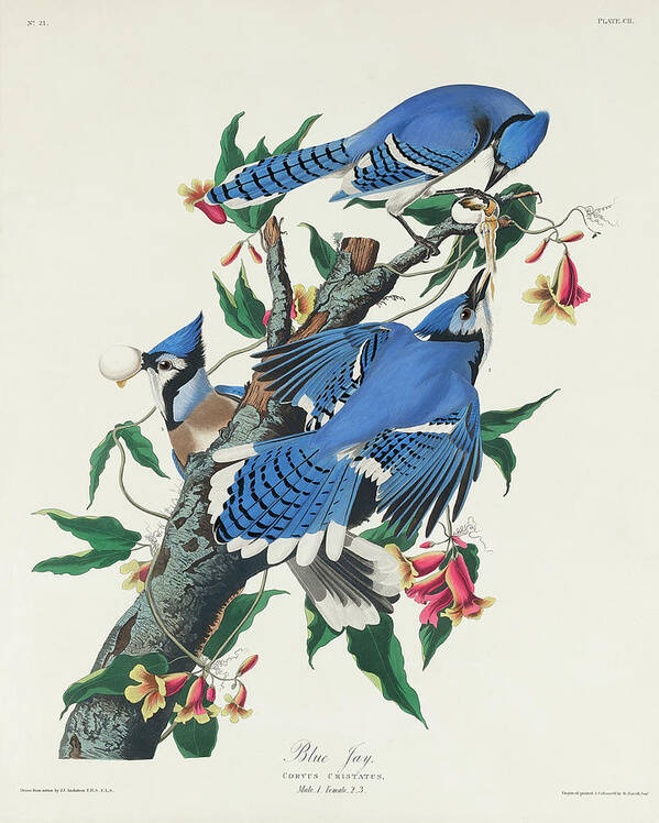 Audubon Birds Art Print featuring the drawing Blue Jay #7 by John James Audubon