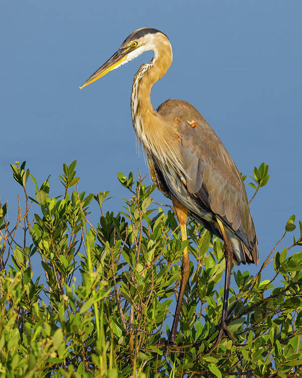 R5-2653 Art Print featuring the photograph A Proud Heron by Gordon Elwell