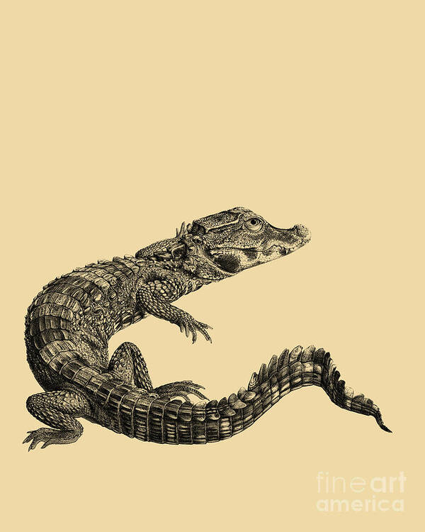 Crocodile Art Print featuring the digital art Alligator by Madame Memento