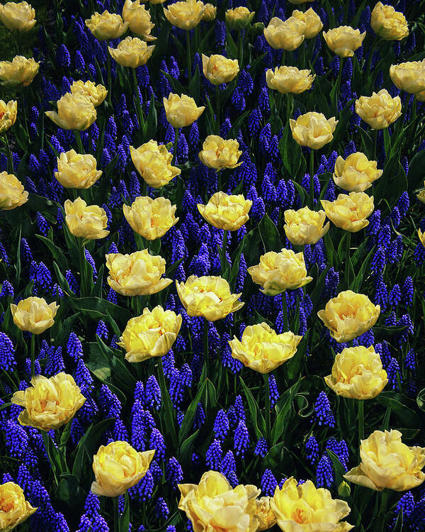 #instagram #edwardgalagan #edward_galagan #galagan #edgalagan #ed_galagan #eduardgalagan #eduard_galagan #nederland #netherlands #dutch #holland #veldhoven #eindhoven #artgallery #bloemenpark #artphotography #artphoto #professionalphotography #bestsphotographer #bestphotography #flower #keukenhof #spring #closeup #closeupphotography #garden #park #flower_park #macro_photography Art Print featuring the photograph Antagonistic Yellow and Blue by Edward Galagan