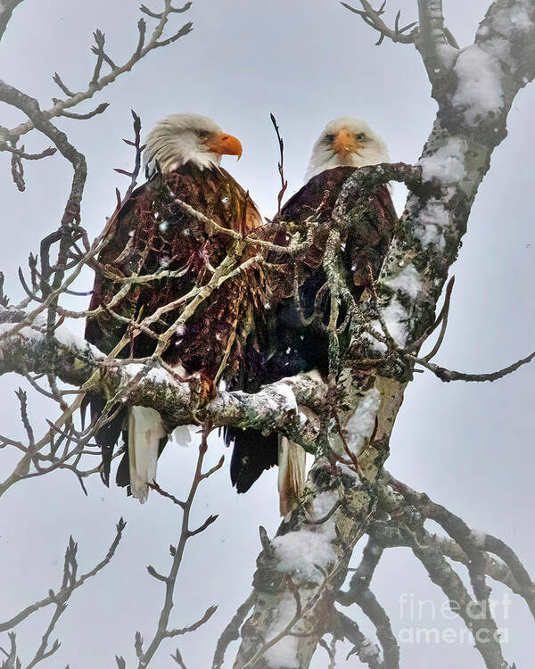 Eagle Art Print featuring the photograph Bald Eagle Pair by Thomas Nay