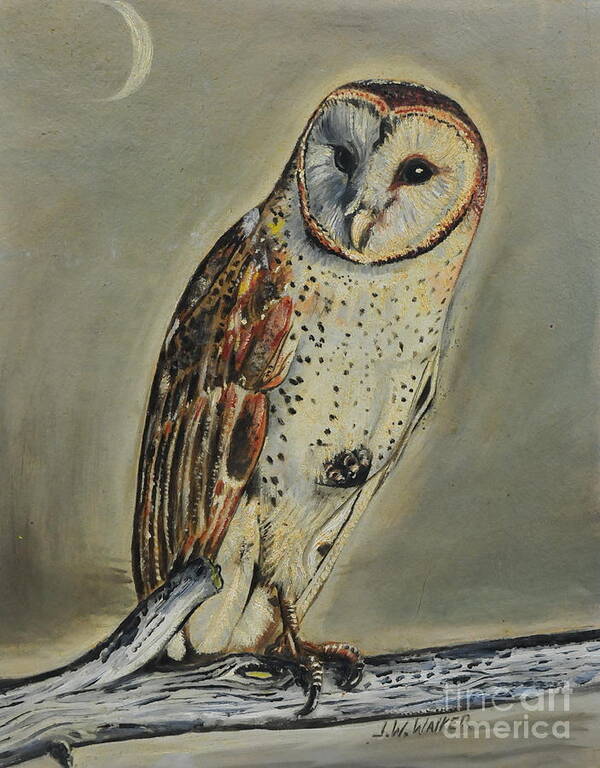 Barn Art Print featuring the painting Barn Owl by John W Walker