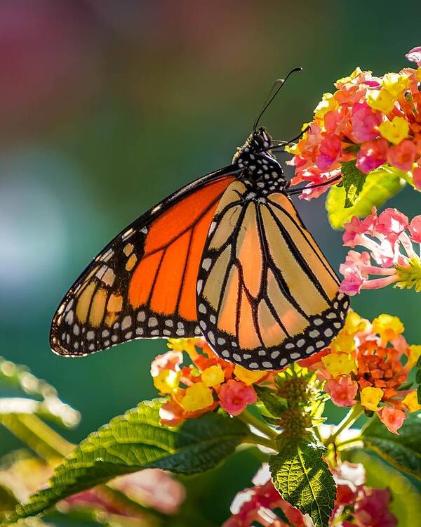 Monarch Art Print featuring the photograph Beautiful Monarch by Susan Rydberg