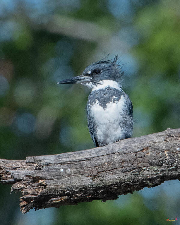 Nature Art Print featuring the photograph Belted Kingfisher DSB0380 by Gerry Gantt