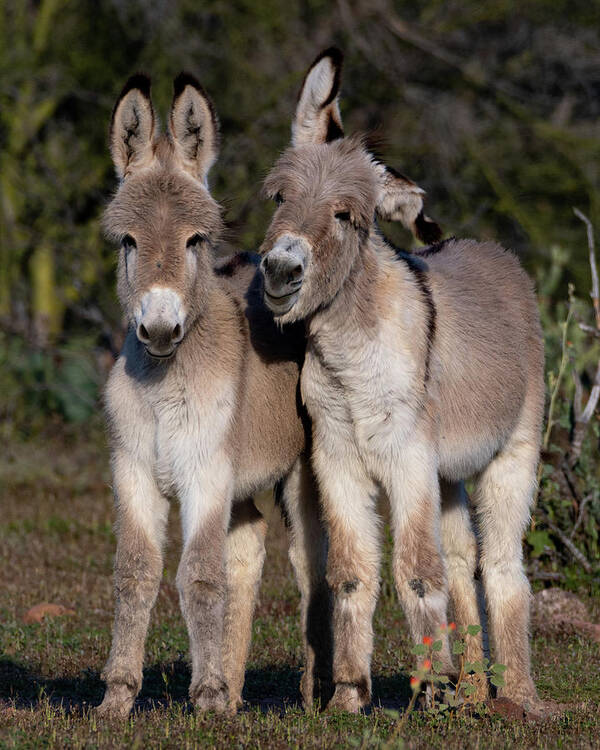 Wild Burros Art Print featuring the photograph Best friends by Mary Hone