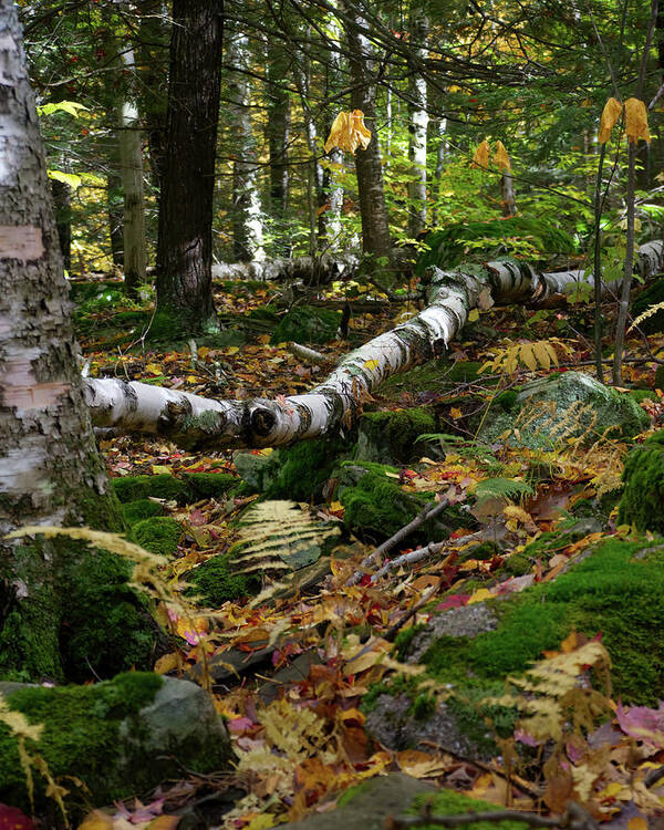 Woods Art Print featuring the photograph Birch Tree Down In the Catskills by Flinn Hackett