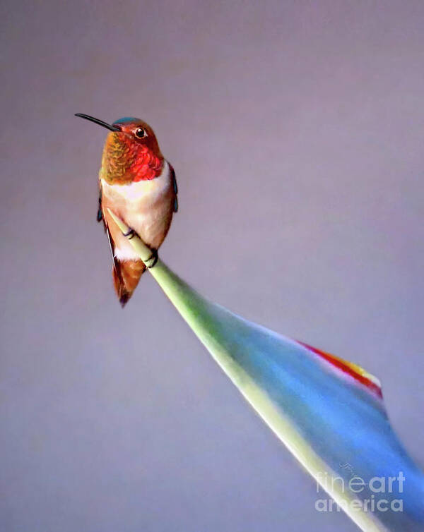 Bird Art Print featuring the photograph Birds of Paradise by Jennie Breeze