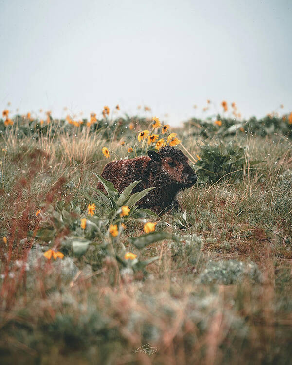  Art Print featuring the photograph Bison Calf by William Boggs