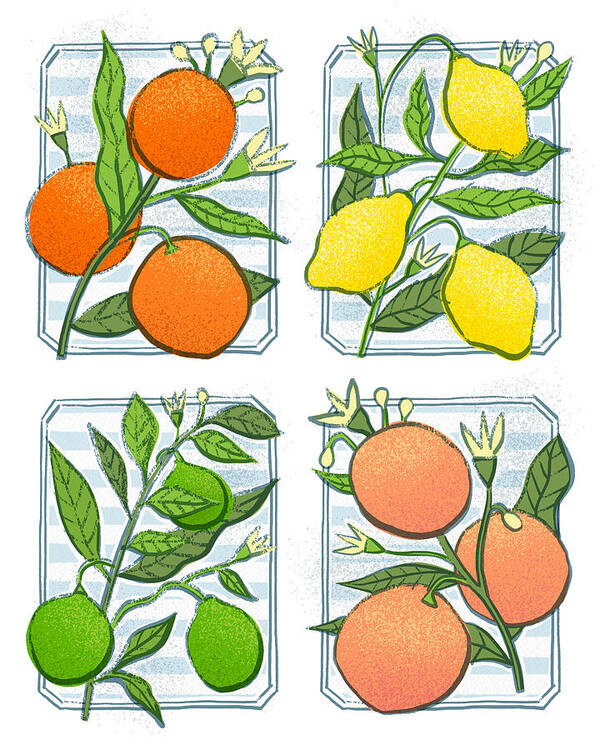 Orange Art Print featuring the painting Bistro Citrus Botanical Art Quad - Orange Lemon Lime Grapefruit - Art by Jen Montgomery by Jen Montgomery