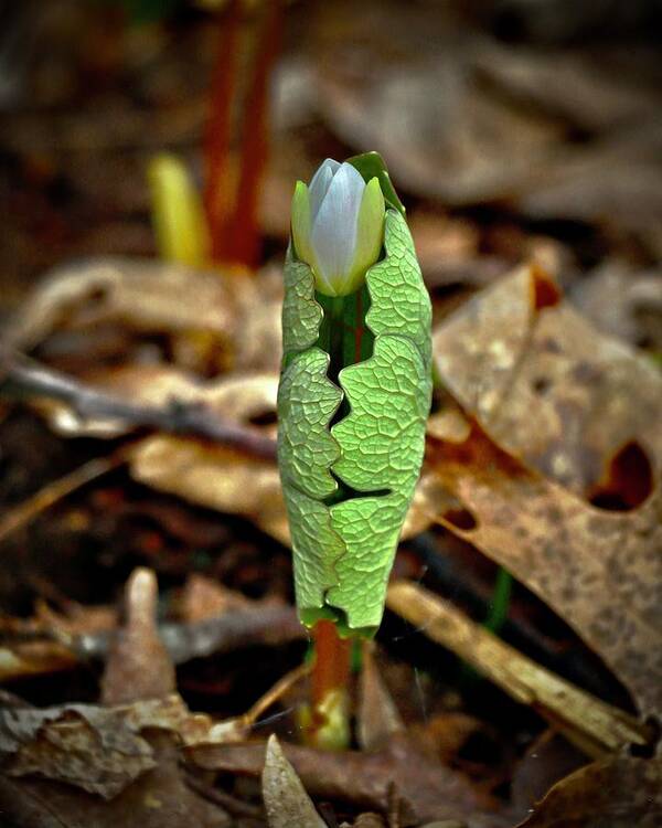 Bloodroot Art Print featuring the photograph Bloodroot Unfolding by Sarah Lilja