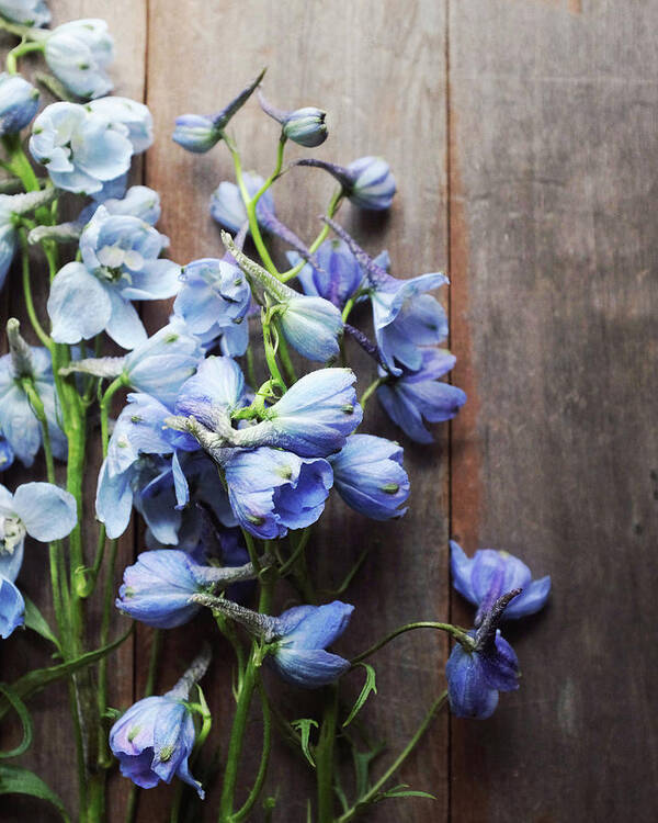 Flowers Art Print featuring the photograph Blue Delphiniums by Lupen Grainne