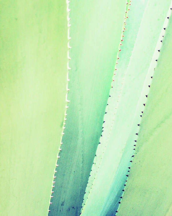 Agave Art Print featuring the photograph Blue Mint Agave by Lupen Grainne