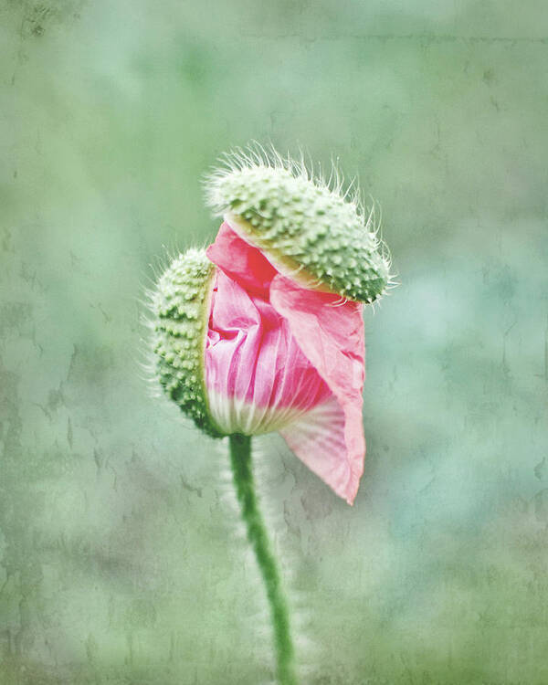 Poppy Flower Art Print featuring the photograph Breaking Free by Lupen Grainne