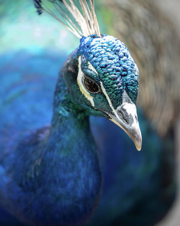 Bronx Zoo Art Print featuring the photograph Bronx Peacock by Kevin Suttlehan