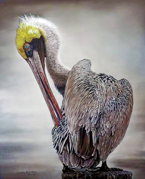 Pelican Art Print featuring the painting Brown Pelican by Linda Becker