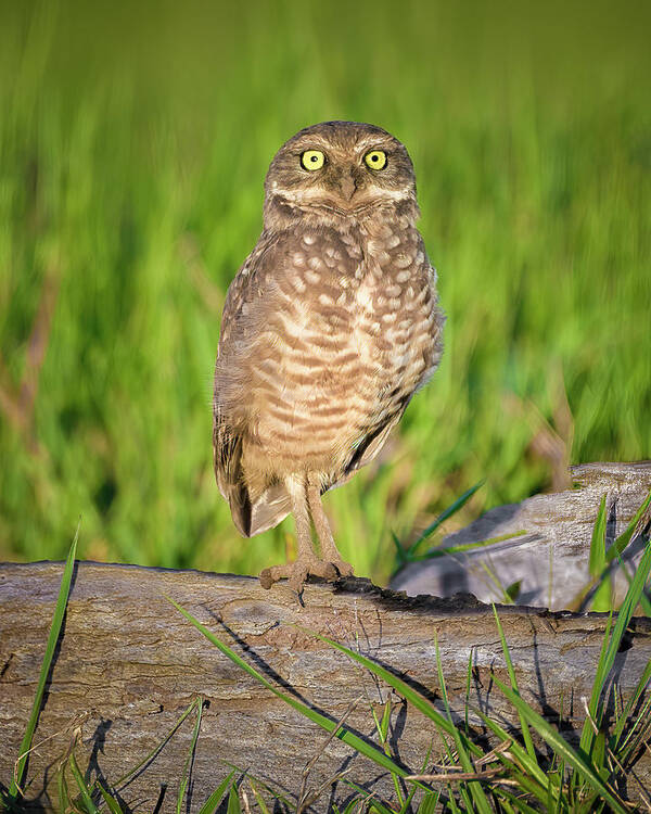 Colombia Art Print featuring the photograph Burrowing Owl La Macarena Meta Colombia by Adam Rainoff