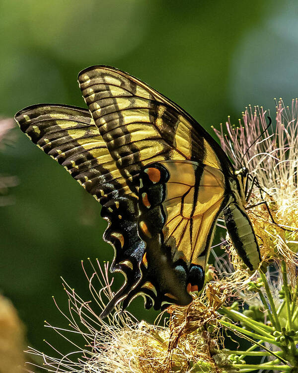 Eastern Tiger Swallowtail Butterfly Art Print featuring the photograph Butterfly Wings by Rick Nelson
