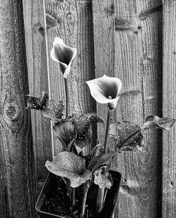 Calla Art Print featuring the photograph Calla Lilies Black And White by Jeff Townsend