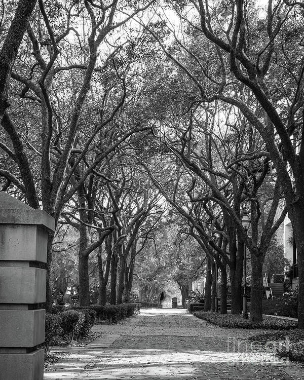 Charleston Art Print featuring the photograph Charleston Waterfront Park walkway, S.C, black and white. by Sturgeon Photography