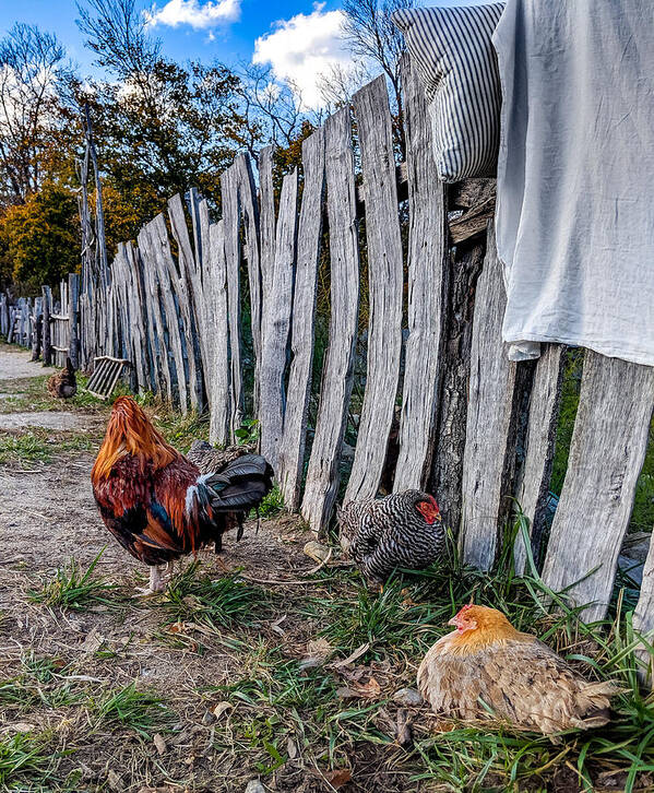 Chickens Art Print featuring the photograph Chickens of Plymouth by Christopher Brown