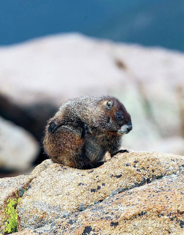 Marmot Art Print featuring the photograph Colorado Marmot by Shirley Dutchkowski