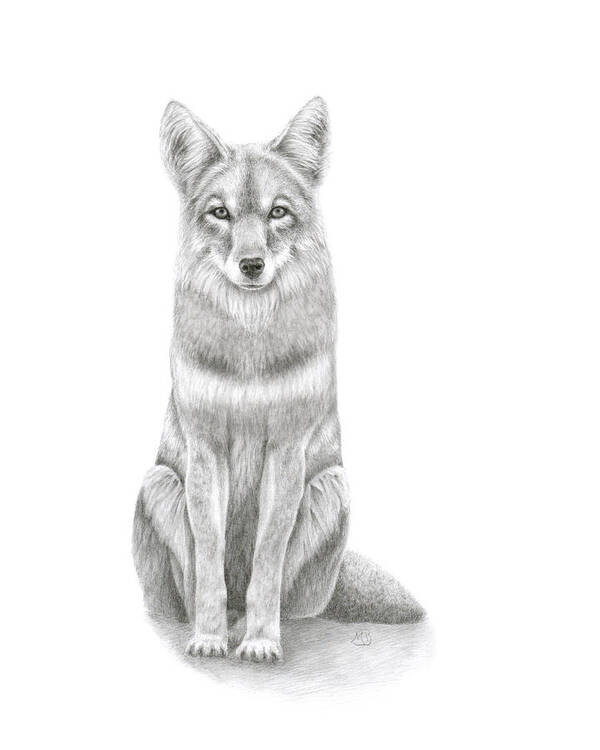 Coyote Art Print featuring the drawing Coyote by Monica Burnette