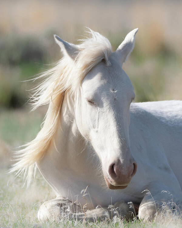 Wild Horses Art Print featuring the photograph Cream Puff by Mary Hone