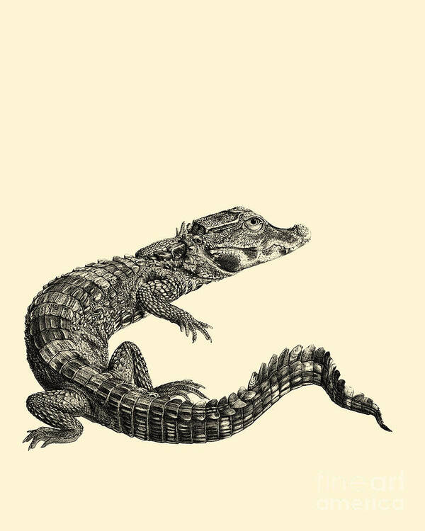 Crocodile Art Print featuring the digital art Crocodile by Madame Memento