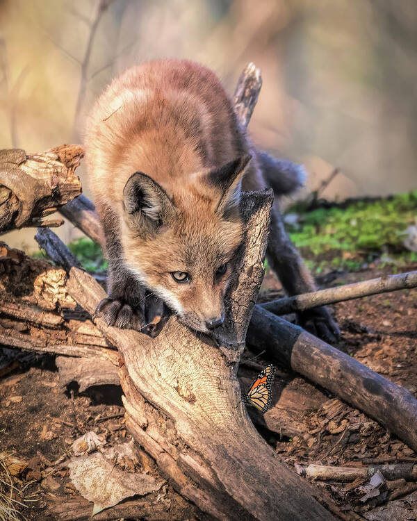 Fox Art Print featuring the photograph Curious Kit by James Overesch