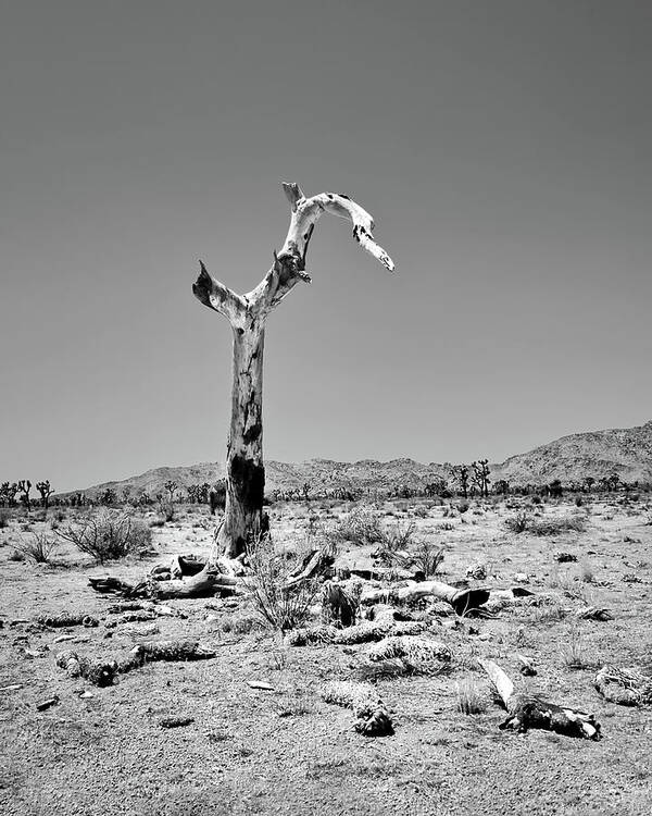 Joshua Tree Art Print featuring the photograph Death of a Joshua Tree by American Landscapes