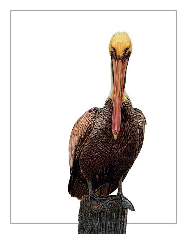 Pelican Art Print featuring the digital art Disapproving Pelican by Brad Barton