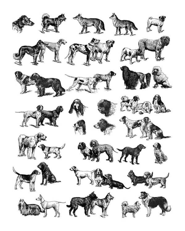 Dog Art Print featuring the digital art Dog lover chart by Madame Memento